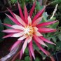 100 Seeds Epiphyllum Anguliger Fishbone Succulent Bonsai Flower Dark Red Flowers