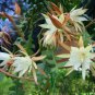 100 Seeds Epiphyllum Anguliger Fishbone Succulent Zig Zag Cactus Hanging Plant