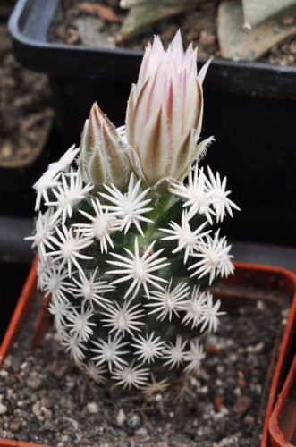 5 Seeds ESCOBARIA Abdita Unusual Cactus