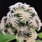 5 Seeds ESCOBARIA Abdita Unusual Cactus