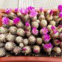 10 Seeds Escobaria nellieae Seeds Rare Cactus Succulent Plants