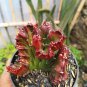 100 Seeds Euphorbia Lactea