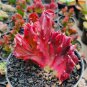 100 Seeds Euphorbia Lactea