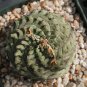 50 Seeds Euphorbia obesa Basketball Sea Urchin Bonsai