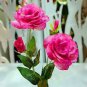 100 Seeds Eustoma Bonsai Seeds Mixed Colors Bonsai Perennial Flowering Plants