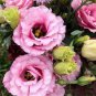 100 Seeds Eustoma Grandiflorum Seeds Water Pink Double Flowers Hybrid