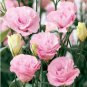 100 Seeds Eustoma Grandiflorum Seeds Water Pink Double Flowers Hybrid