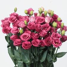200 Seeds Eustoma, Rose Red