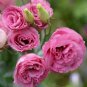 200 Seeds Eustoma, Rose Red
