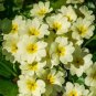 100 Seeds Evening Primrose Light Yellowish White Flowers with Yellow Centre