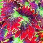 150 Seeds Exotic Colorful Coleus Bonsai