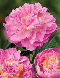 10 Seeds Exotic Double Peony Red Double Flowers Ball Type