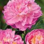 10 Seeds Exotic Double Peony Red Double Flowers Ball Type