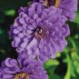 100 Seeds Exotic Zinnia Pretty Pastel Mixed Flower Perennial Spring Flowering Plants