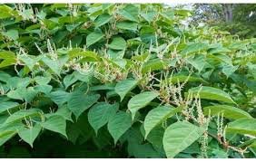 10 Seeds Fallopia multiflora (Thunb.) Harald Polygonum Multiflorum