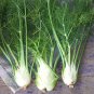 1550 Seeds FENNEL 'Florence' seeds unusual vegetable garden culinary herb bulb