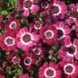 100 Seeds Florists Cineraria Bonsai