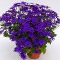 100 Seeds Florists Cineraria Bonsai 9 Kind Different Bonsai Flowers Pericallis hybrida Bonsai