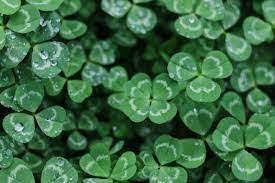 200 Seeds Four Leaf Clover Green Colors