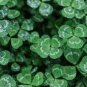 200 Seeds Four Leaf Clover Green Colors