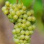 100 Seeds Fragrant Sweet Green Grape Organic
