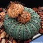 10 Seeds FRAILEA Mix Fresh Rare Cactus