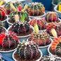 10 Seeds FRAILEA Mix Fresh Rare Cactus