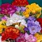 100 Seeds Freesias Bonsai Gorgeous Colorful & Fragrant Plants