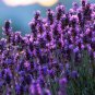 100 Seeds French Provence Lavender Bonsai Very Fragrant Organic Lavender Plant
