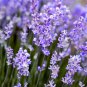 200 Seeds French Provence Lavender Mixed Pink and Purple Colors