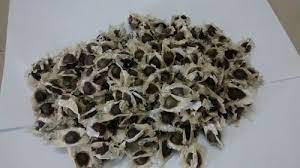 100 Seeds Fresh Edible Moringa Semillas