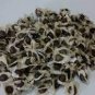 100 Seeds Fresh Edible Moringa Semillas