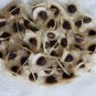 100 Seeds Fresh Edible Moringa Semillas