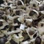 100 Seeds Fresh Edible Moringa Semillas