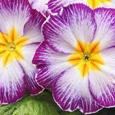100 Seedsx Fresh Evening Primrose Bonsai Seedlings Perennial Beautiful Europe Primula Flower