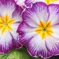 100 Seedsx Fresh Evening Primrose Bonsai Seedlings Perennial Beautiful Europe Primula Flower