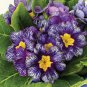 100 Seedsx Fresh Evening Primrose Bonsai Seedlings Perennial Beautiful Europe Primula Flower