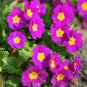 100 Seedsx Fresh Evening Primrose Bonsai Seedlings Perennial Beautiful Europe Primula Flower