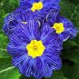 100 Seedsz Fresh Evening Primrose Bonsai Seedlings Perennial Beautiful Europe Primula Flower