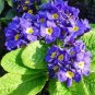 100 Seedsz Fresh Evening Primrose Bonsai Seedlings Perennial Beautiful Europe Primula Flower