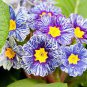 100 Seedsz Fresh Evening Primrose Bonsai Seedlings Perennial Beautiful Europe Primula Flower