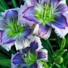 75 Seeds Fresh Hemerocallis Middendorffii Daylily Bonsai Perennial Flower