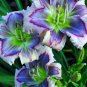 75 Seeds Fresh Hemerocallis Middendorffii Daylily Bonsai Perennial Flower