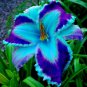 75 Seeds Fresh Hemerocallis Middendorffii Daylily Bonsai Perennial Flower