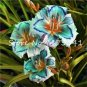 75 Seeds Fresh Hemerocallis Middendorffii Daylily Bonsai Perennial Flower