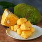 5 Seeds Fresh Jackfruit Fruit Heirloom Fruit