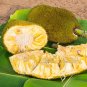 5 Seeds Fresh Jackfruit Fruit Heirloom Fruit