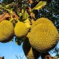 5 Seeds Fresh Jackfruit Fruit Heirloom Fruit