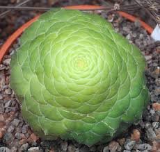 100 Seeds Fresh Rare Aeonium tabuliforme Succulent Plant sementes