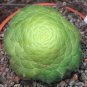 100 Seeds Fresh Rare Aeonium tabuliforme Succulent Plant sementes